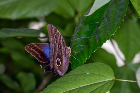 PAPILLON-10.jpg